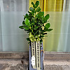 https://ceremonyflower.com/data/editor/2006/thumb-3739796452_dAbPxuCs_20230706_095541_100x100.jpg