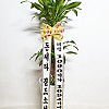 https://ceremonyflower.com/data/editor/2111/thumb-d5a0d0ad1448810a6302447c6704687c_1638200025_6924_100x100.jpg