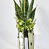 https://ceremonyflower.com/data/editor/2201/thumb-7125c6e4867bf28b191e5640d543f45e_1641283256_4856_100x100.jpg