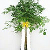 https://ceremonyflower.com/data/editor/2206/thumb-61737b03614489aff94d106ec2667ce2_1656596962_2996_100x100.jpg