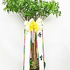 https://ceremonyflower.com/data/editor/2206/thumb-61737b03614489aff94d106ec2667ce2_1656597027_7617_100x100.jpg