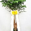 https://ceremonyflower.com/data/editor/2206/thumb-61737b03614489aff94d106ec2667ce2_1656597091_1993_100x100.jpg