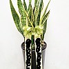 https://ceremonyflower.com/data/editor/2207/thumb-db5e0cecf22d82b93ca13c2e7b693ff4_1657113873_2907_100x100.jpg