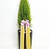 https://ceremonyflower.com/data/editor/2402/thumb-133a997fee846adeb9110fe744bd78aa_1708962128_3298_100x100.jpg