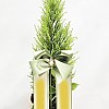 https://ceremonyflower.com/data/editor/2402/thumb-133a997fee846adeb9110fe744bd78aa_1708962186_2069_100x100.jpg