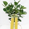 https://ceremonyflower.com/data/editor/2402/thumb-133a997fee846adeb9110fe744bd78aa_1708962371_1481_100x100.jpg