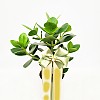 https://ceremonyflower.com/data/editor/2402/thumb-133a997fee846adeb9110fe744bd78aa_1708962401_8976_100x100.jpg