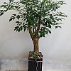 https://ceremonyflower.com/data/editor/2402/thumb-2732fcc8fa99e579cf62208c519e2be3_1708790798_0638_100x100.jpg