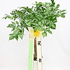 https://ceremonyflower.com/data/editor/2402/thumb-2732fcc8fa99e579cf62208c519e2be3_1708790927_6614_100x100.jpg