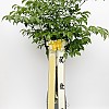https://ceremonyflower.com/data/editor/2402/thumb-2732fcc8fa99e579cf62208c519e2be3_1708791018_1995_100x100.jpg