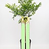 https://ceremonyflower.com/data/editor/2402/thumb-2732fcc8fa99e579cf62208c519e2be3_1708791125_6994_100x100.jpg
