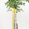 https://ceremonyflower.com/data/editor/2402/thumb-2732fcc8fa99e579cf62208c519e2be3_1708791220_3495_100x100.jpg