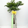 https://ceremonyflower.com/data/editor/2402/thumb-2732fcc8fa99e579cf62208c519e2be3_1708791286_5716_100x100.jpg