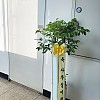 https://ceremonyflower.com/data/editor/2402/thumb-2732fcc8fa99e579cf62208c519e2be3_1708791359_507_100x100.jpg