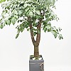 https://ceremonyflower.com/data/editor/2402/thumb-2732fcc8fa99e579cf62208c519e2be3_1708791992_2778_100x100.jpg