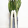 https://ceremonyflower.com/data/editor/2402/thumb-aaa3ffcc7748424dc1831b5b82d8c8b7_1708882897_7811_100x100.jpg
