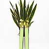 https://ceremonyflower.com/data/editor/2402/thumb-aaa3ffcc7748424dc1831b5b82d8c8b7_1708882947_4307_100x100.jpg