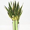 https://ceremonyflower.com/data/editor/2402/thumb-aaa3ffcc7748424dc1831b5b82d8c8b7_1708882966_5485_100x100.jpg