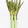 https://ceremonyflower.com/data/editor/2402/thumb-aaa3ffcc7748424dc1831b5b82d8c8b7_1708882980_3441_100x100.jpg