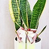 https://ceremonyflower.com/data/editor/2402/thumb-aaa3ffcc7748424dc1831b5b82d8c8b7_1708883063_2542_100x100.jpg