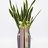https://ceremonyflower.com/data/editor/2402/thumb-aaa3ffcc7748424dc1831b5b82d8c8b7_1708883185_134_100x100.jpg
