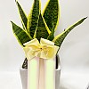 https://ceremonyflower.com/data/editor/2402/thumb-aaa3ffcc7748424dc1831b5b82d8c8b7_1708883228_0899_100x100.jpg