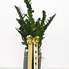 https://ceremonyflower.com/data/editor/2402/thumb-f9f113a3a0ef73df938ff225994d5e48_1708774181_0084_100x100.jpg