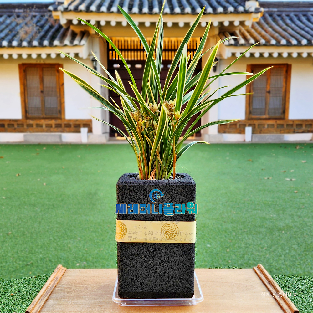 동양란8호 황룡금 숯화분