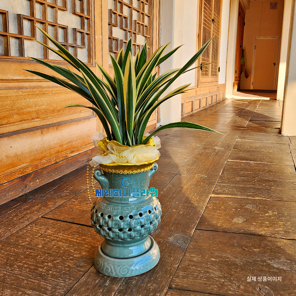 동양란6호 일향금 청자