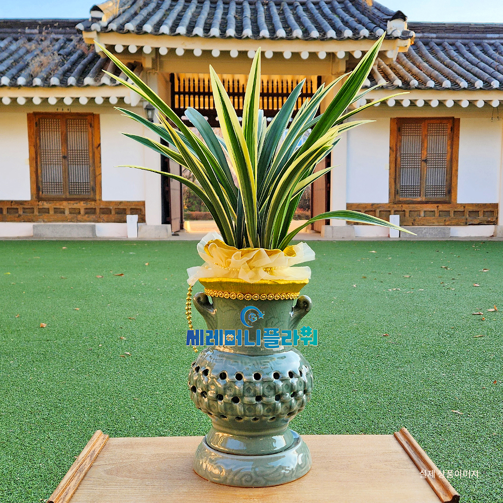 동양란6호 일향금 청자