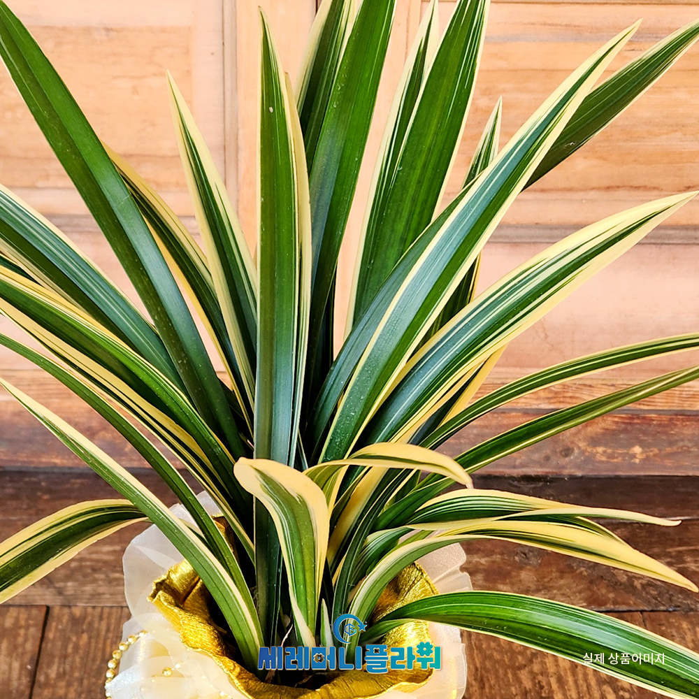 동양란6호 일향금 청자