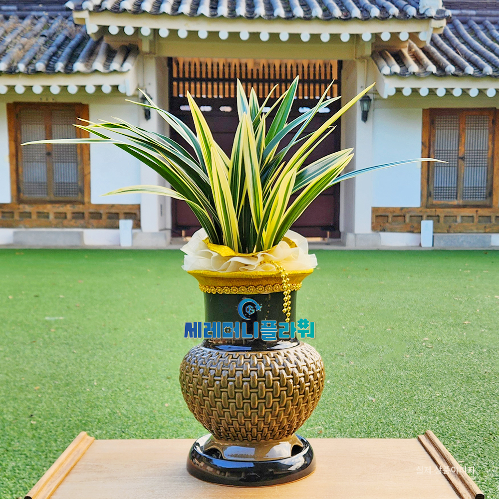 동양란9호 태양금 고급분