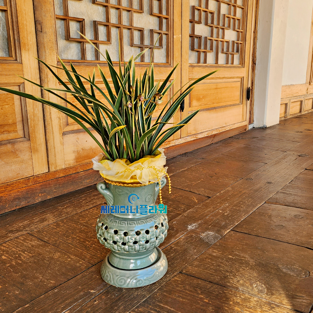 동양란3호 황룡금 청자