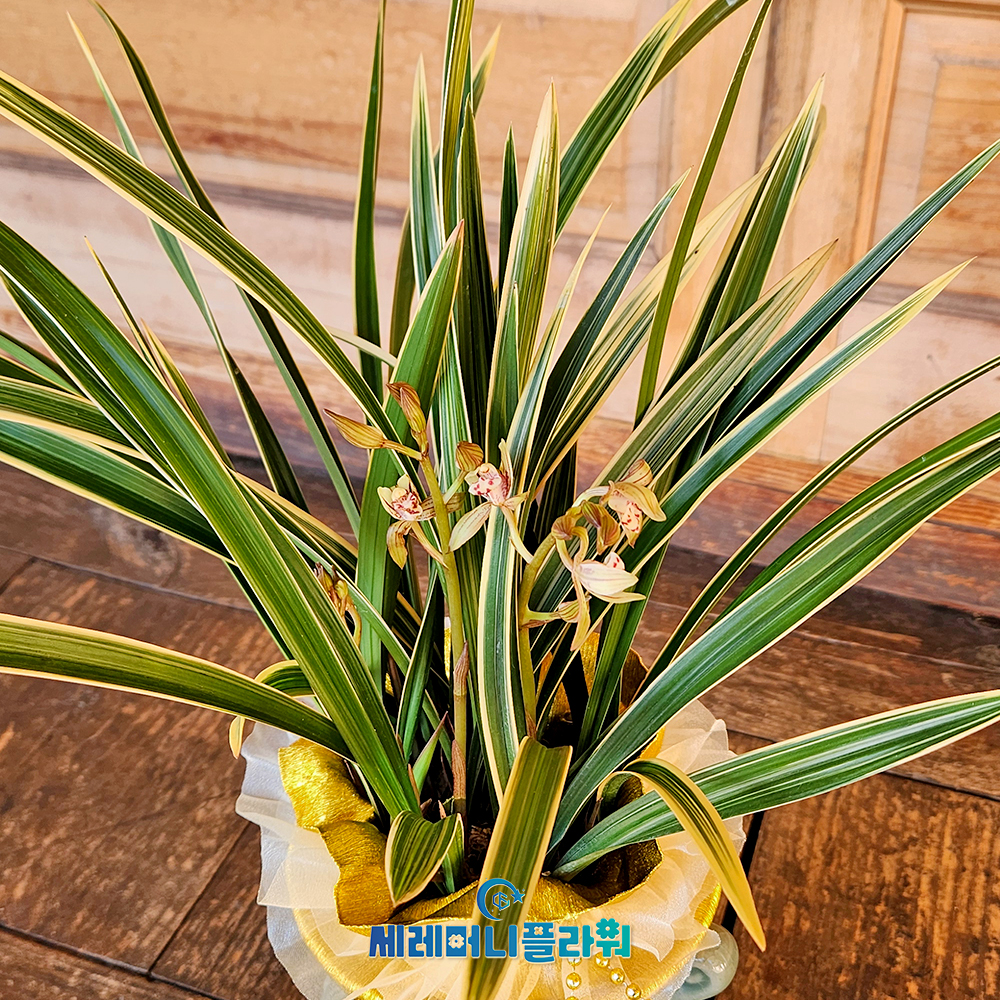 동양란3호 황룡금 청자