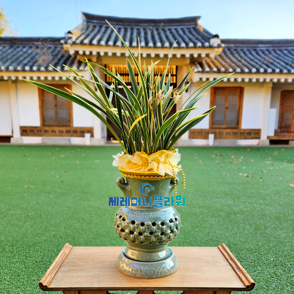 동양란3호 황룡금 청자