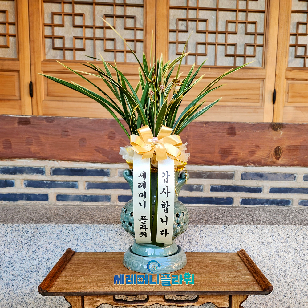 동양란3호 황룡금 청자