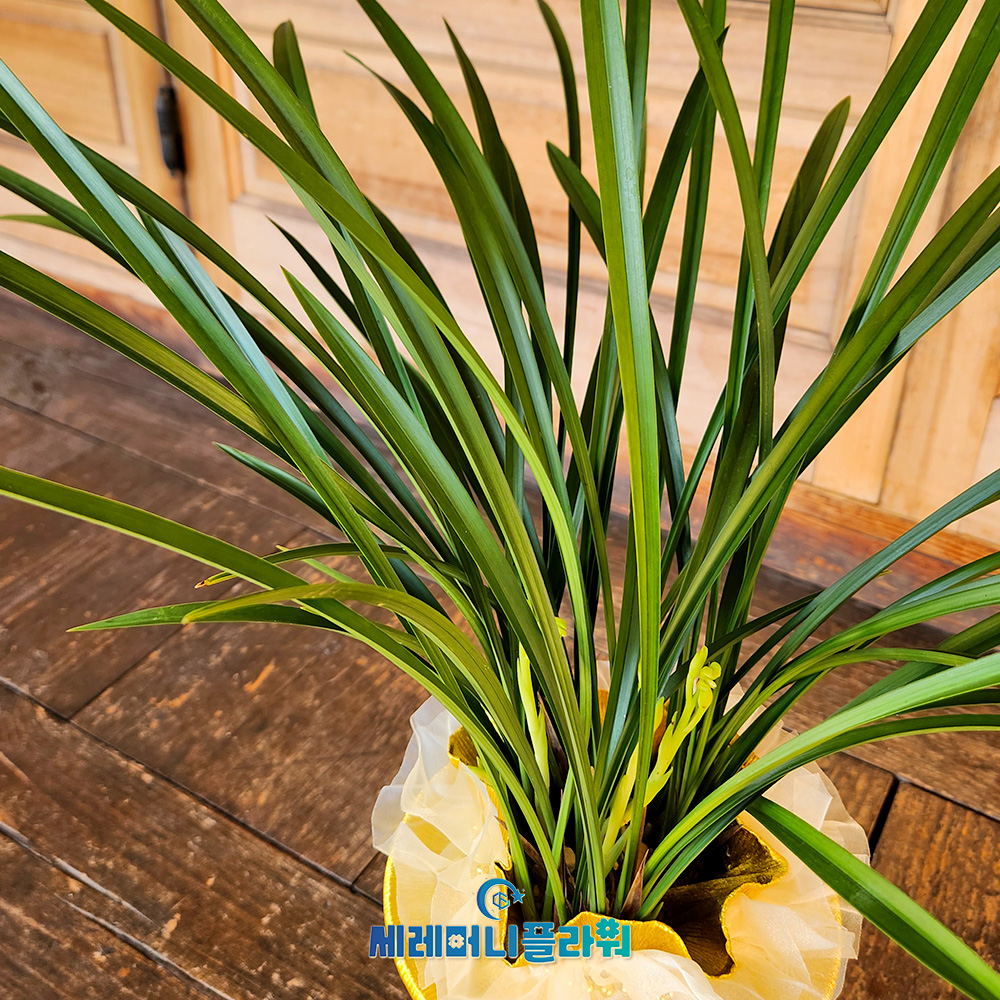 동양란2호 철골소심 청자