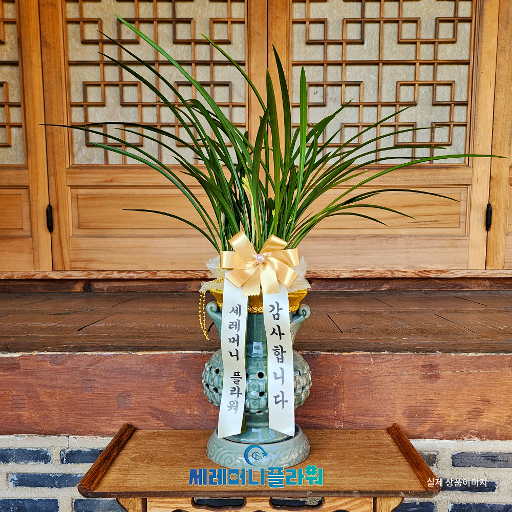 동양란3호 철골소심 청자