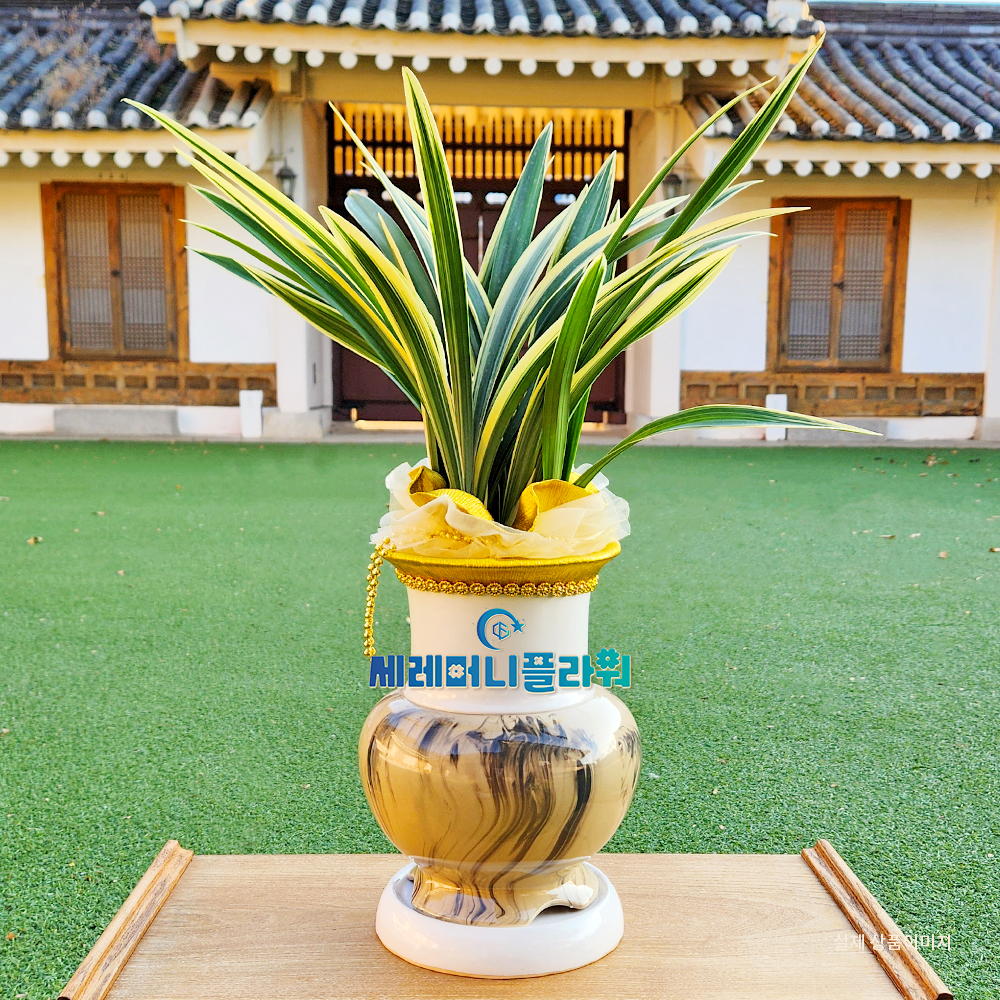 동양란10호 일향금 고급분