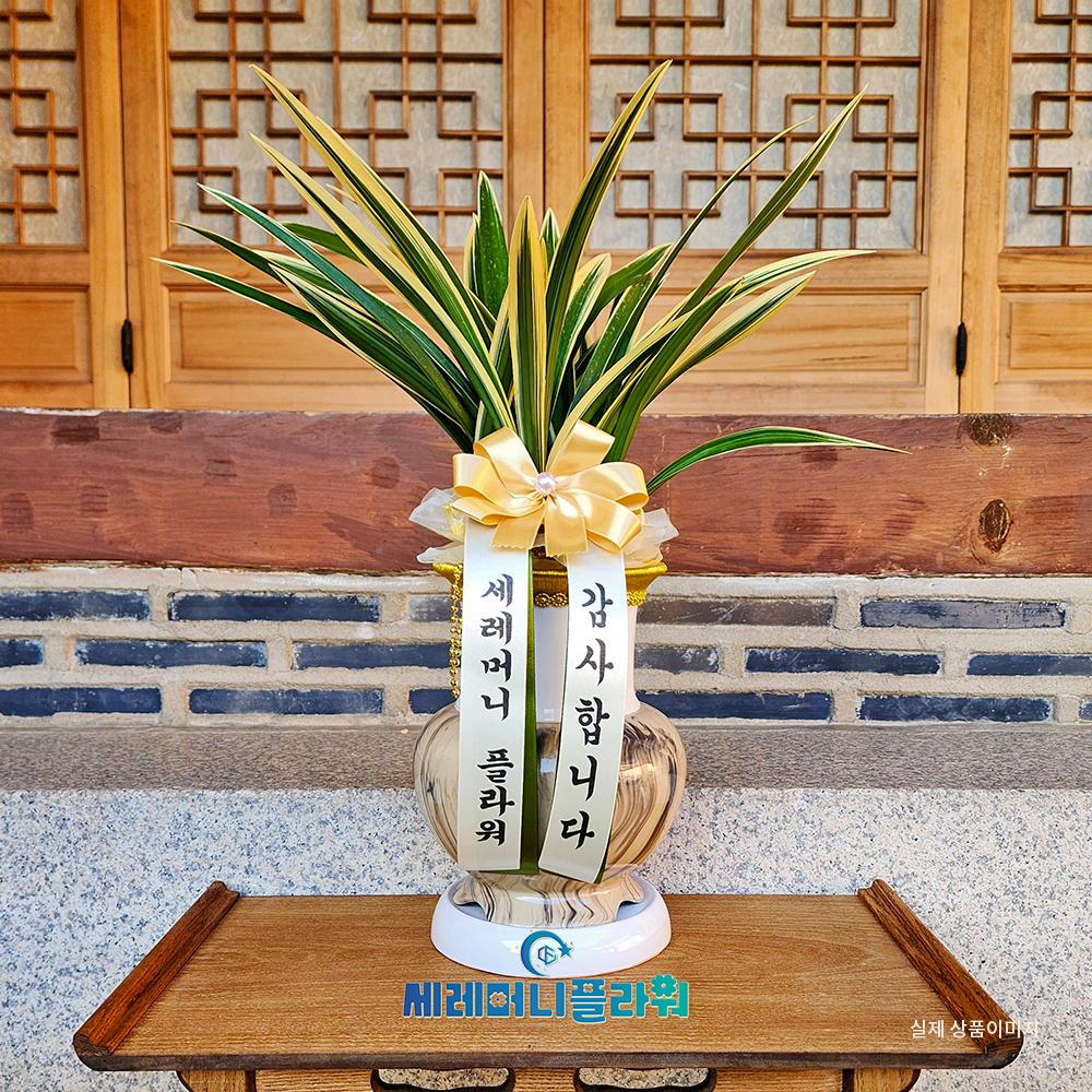 동양란10호 일향금 고급분