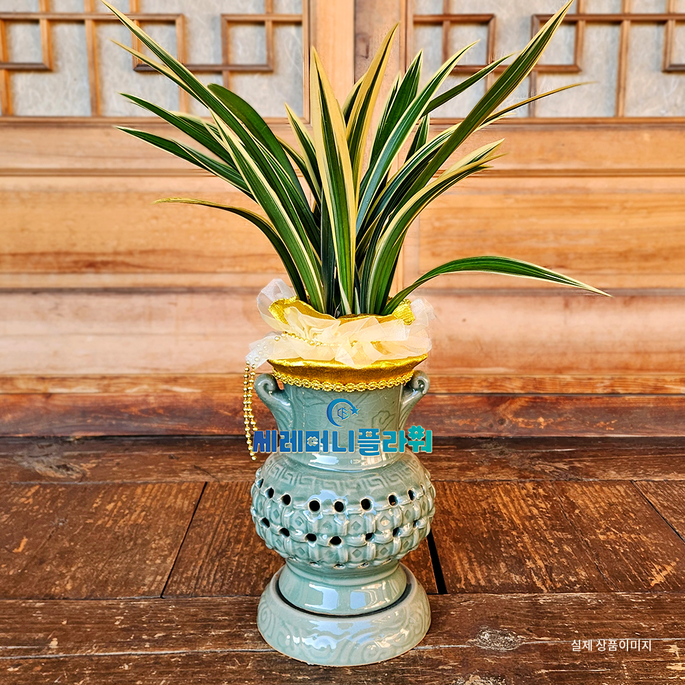 동양란 간편모음