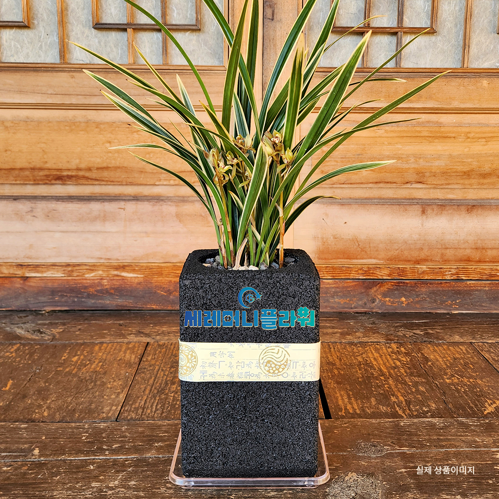 동양란 간편모음