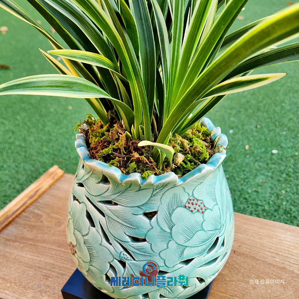 동양란12호 대국 이천도자기