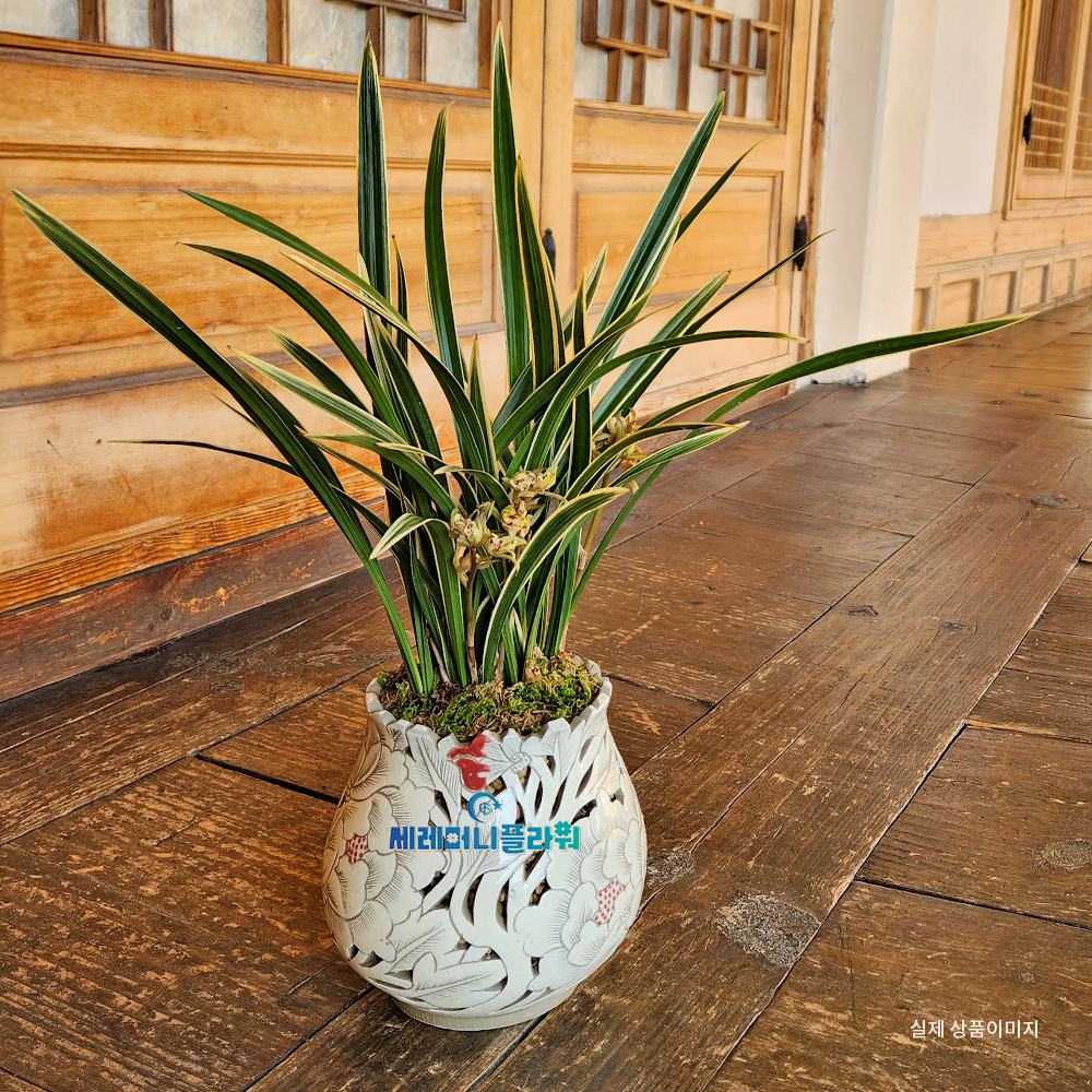 동양란13호 황룡금 이천도자기