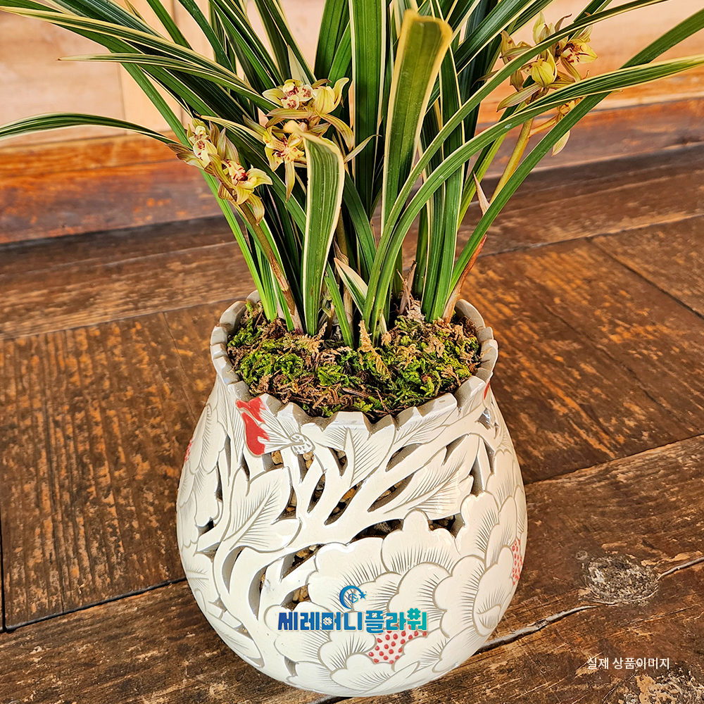 동양란13호 황룡금 이천도자기