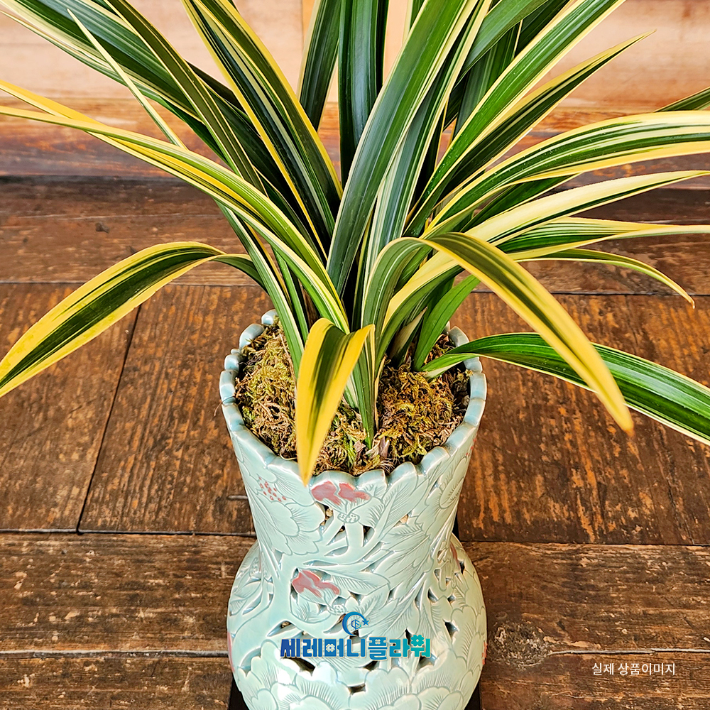 동양란15호 일향금 이천도자기